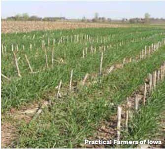 Seed cover crops early to establish thick growth before frost comes.